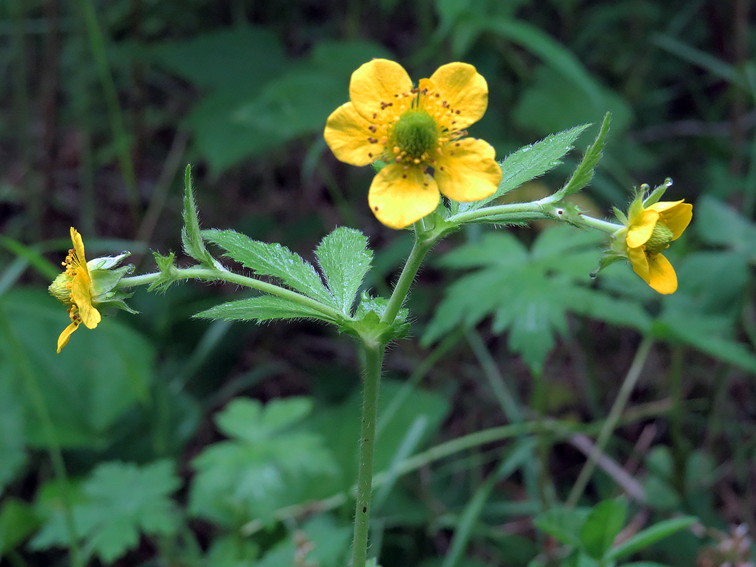 Image of Geum aleppicum specimen.
