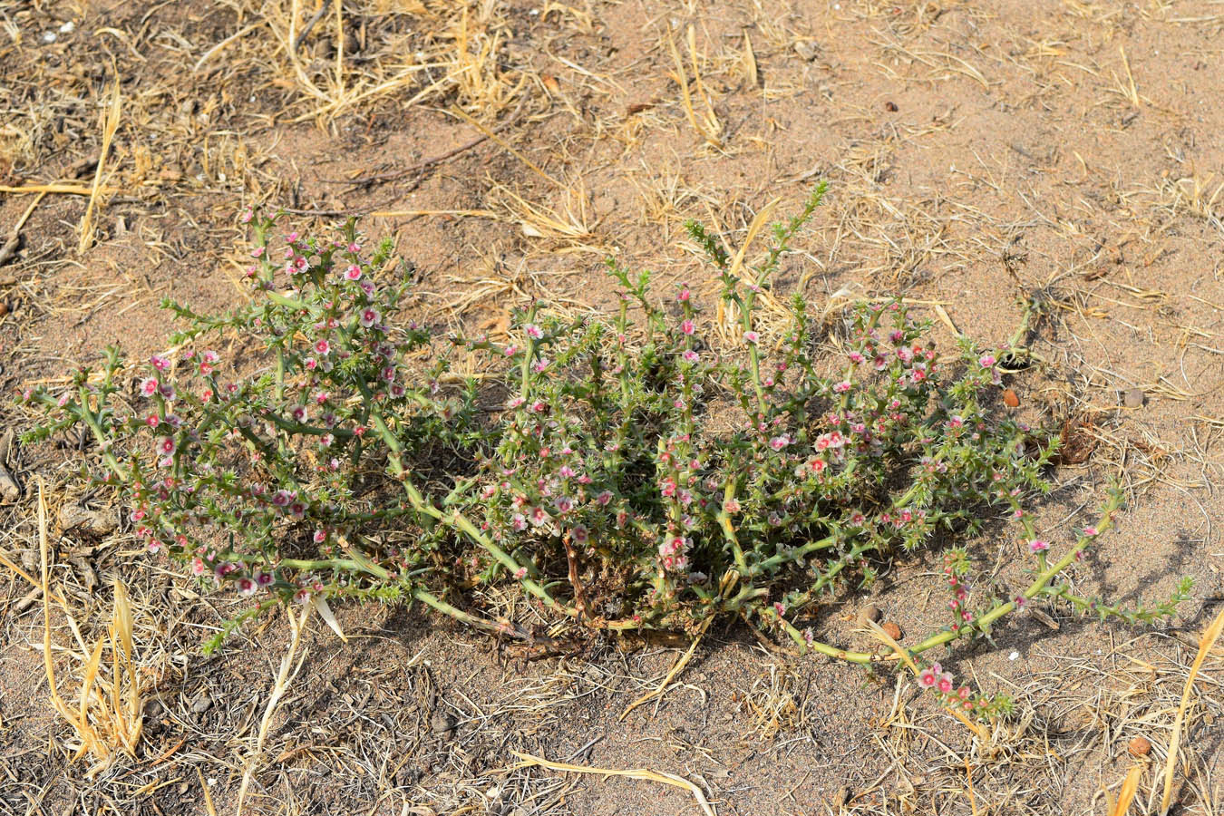 Image of Salsola tragus specimen.