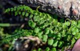 Asplenium trichomanes