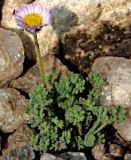 Смотреть изображение Erigeron vagus
