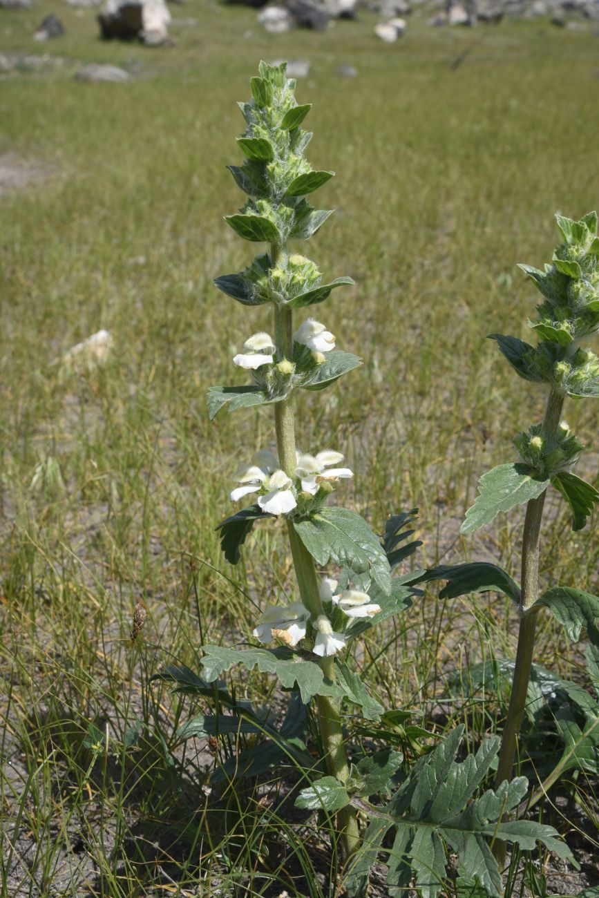 Image of genus Phlomoides specimen.
