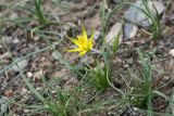 Gagea graminifolia. Цветущее растение. Узбекистан, подгорная равнина хр. Нуратау, 26.03.2011.