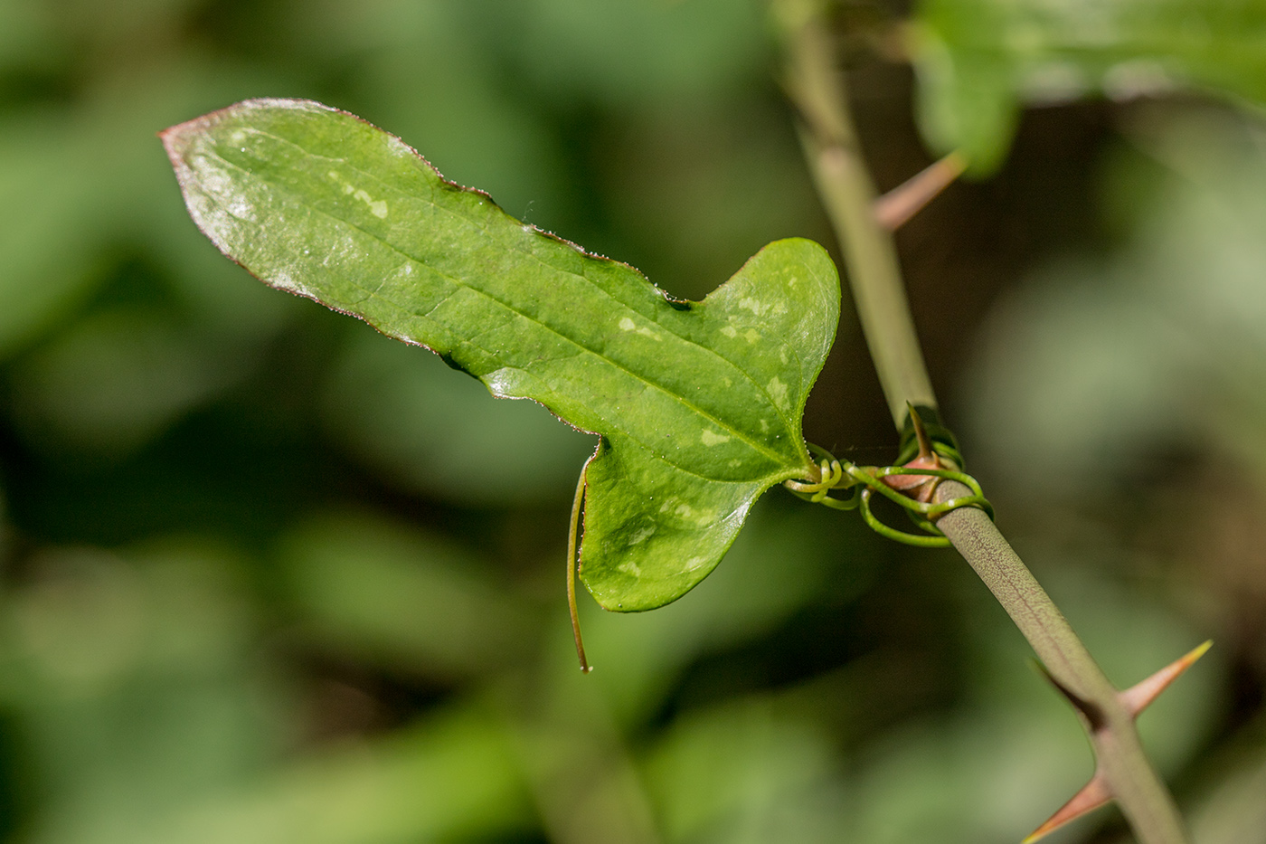 Изображение особи Smilax excelsa.