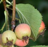 Crataegus macracantha. Часть ветви с соплодием и листом. Узбекистан, г. Ташкент, Ботанический сад им. Ф.Н. Русанова, в культуре. 03.09.2025.