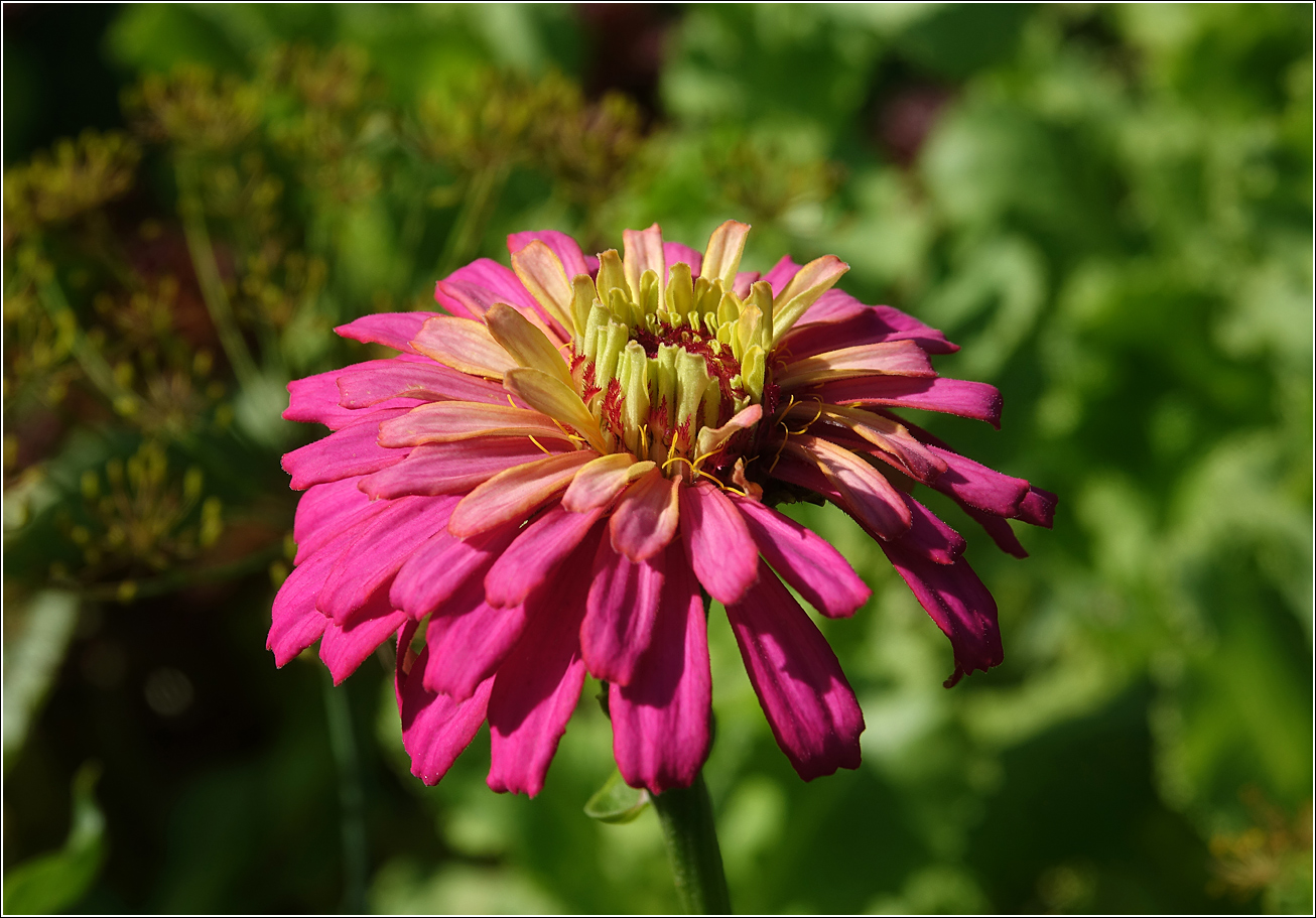 Изображение особи Zinnia elegans.