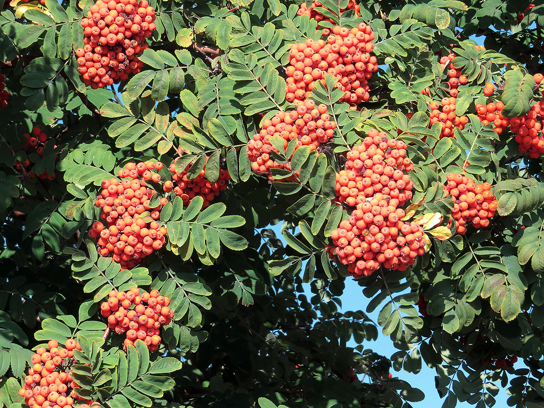 Изображение особи Sorbus aucuparia.