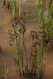 Смотреть изображение Juncus articulatus