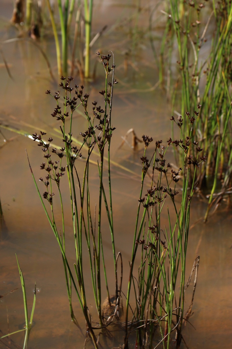 Image of Juncus articulatus specimen.