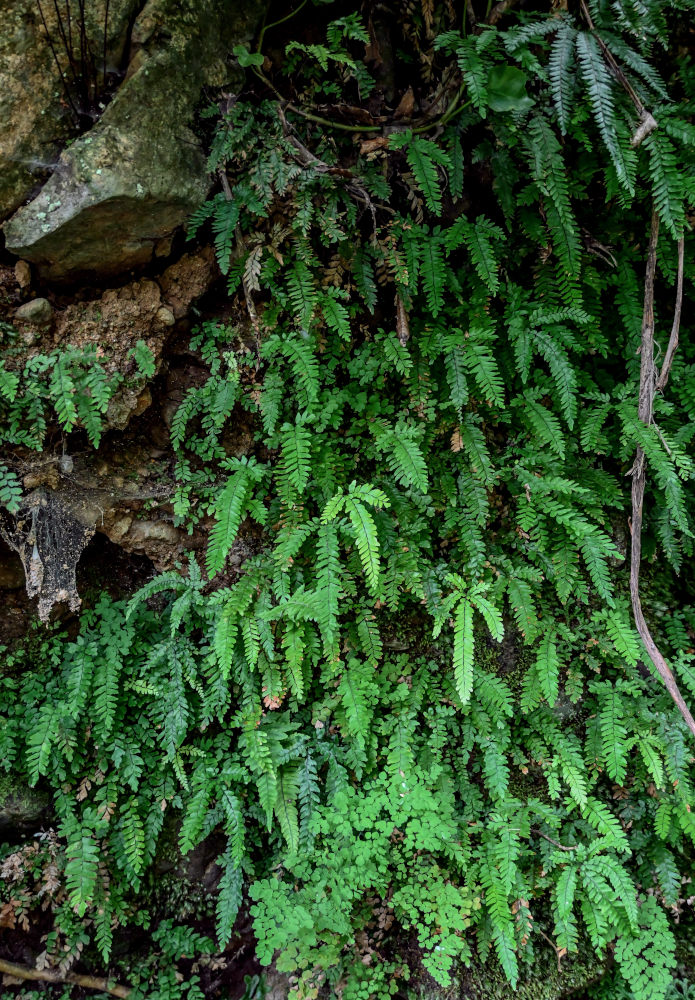 Изображение особи Adiantum hispidulum.