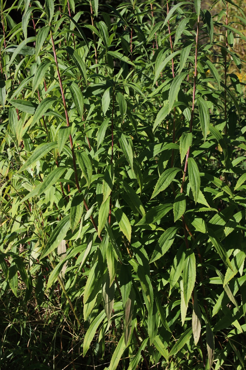 Изображение особи Solidago canadensis.