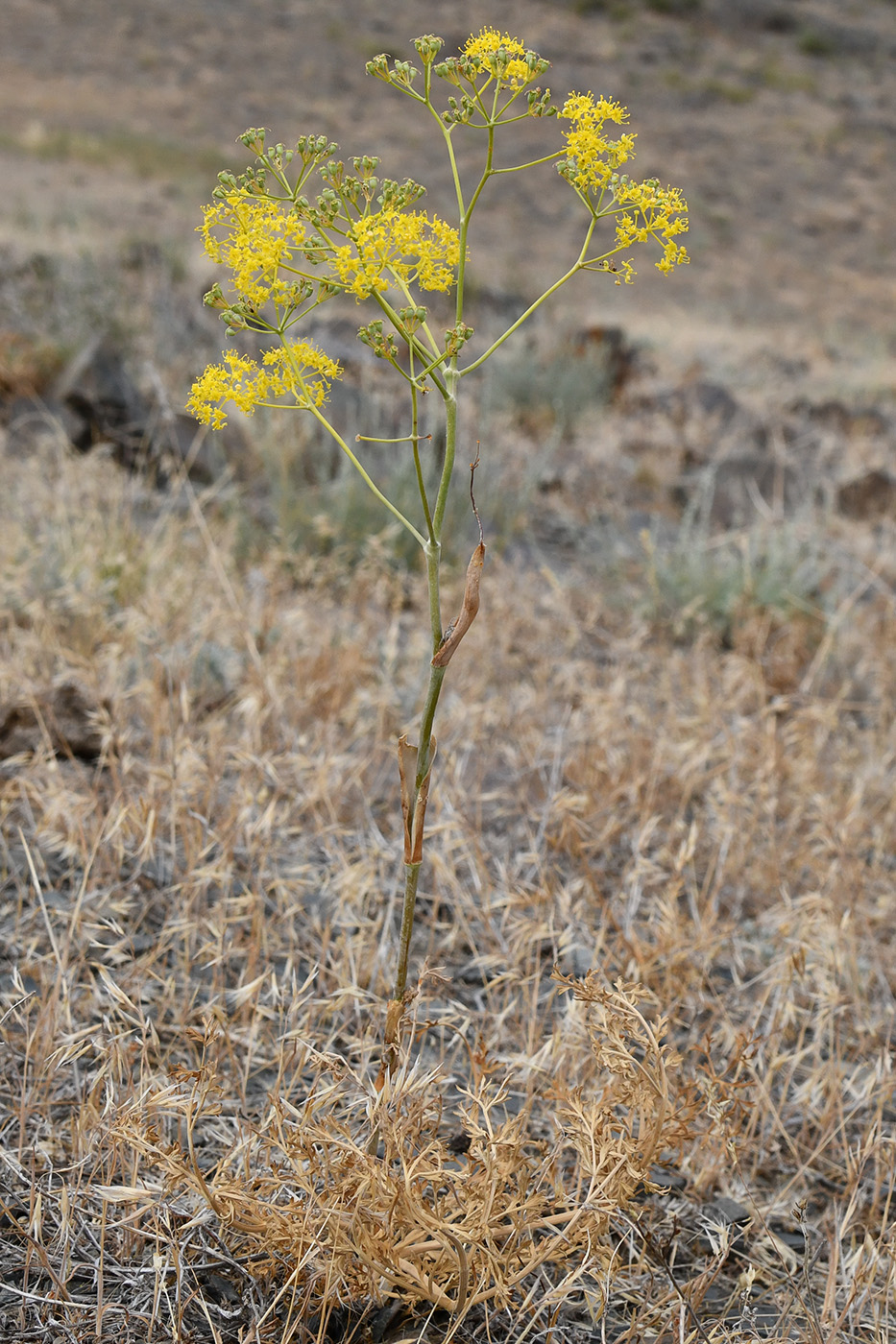 Image of Ferula tschuiliensis specimen.