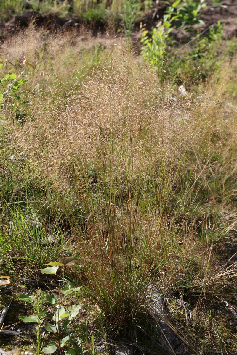 Image of Avenella flexuosa specimen.