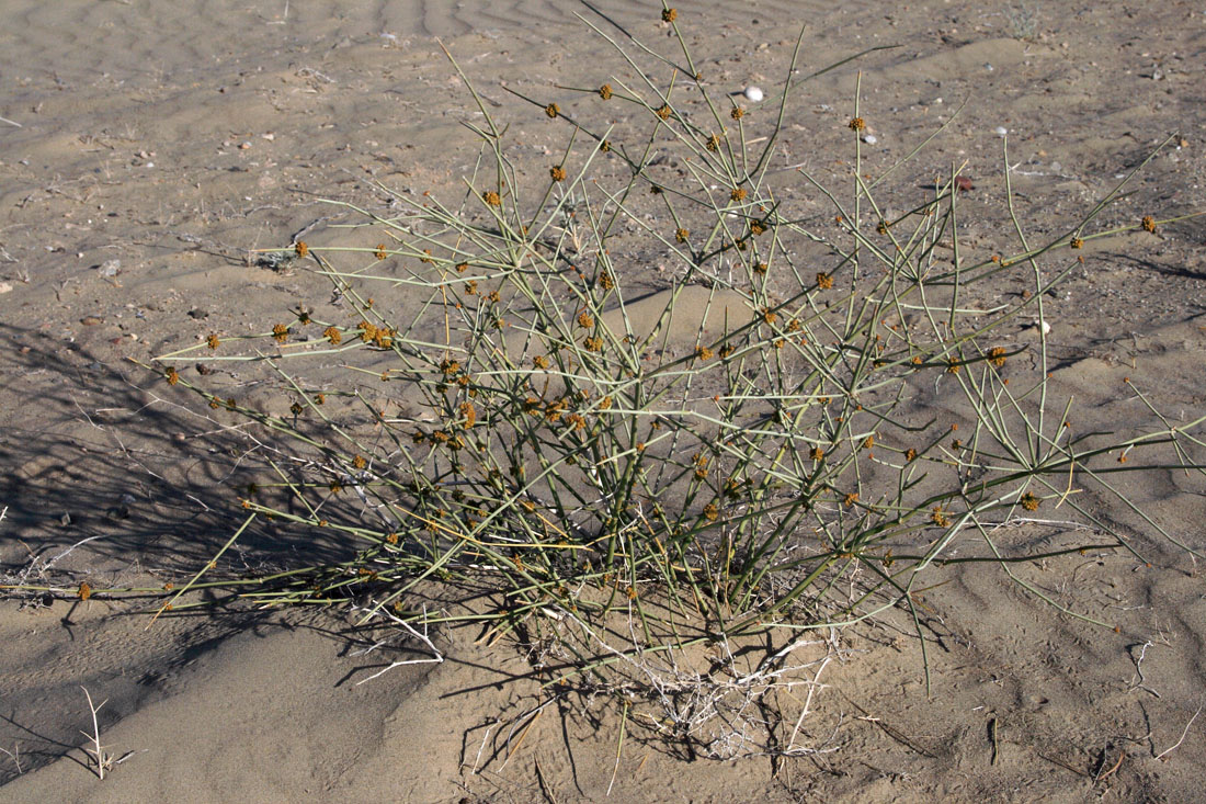 Image of Ephedra strobilacea specimen.