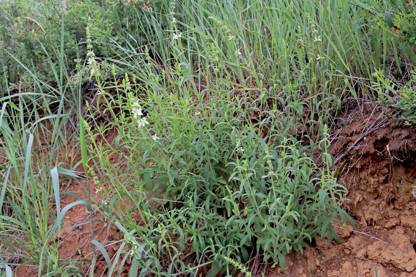 Image of Stachys recta specimen.