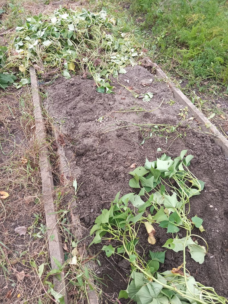 Изображение особи Ipomoea batatas.