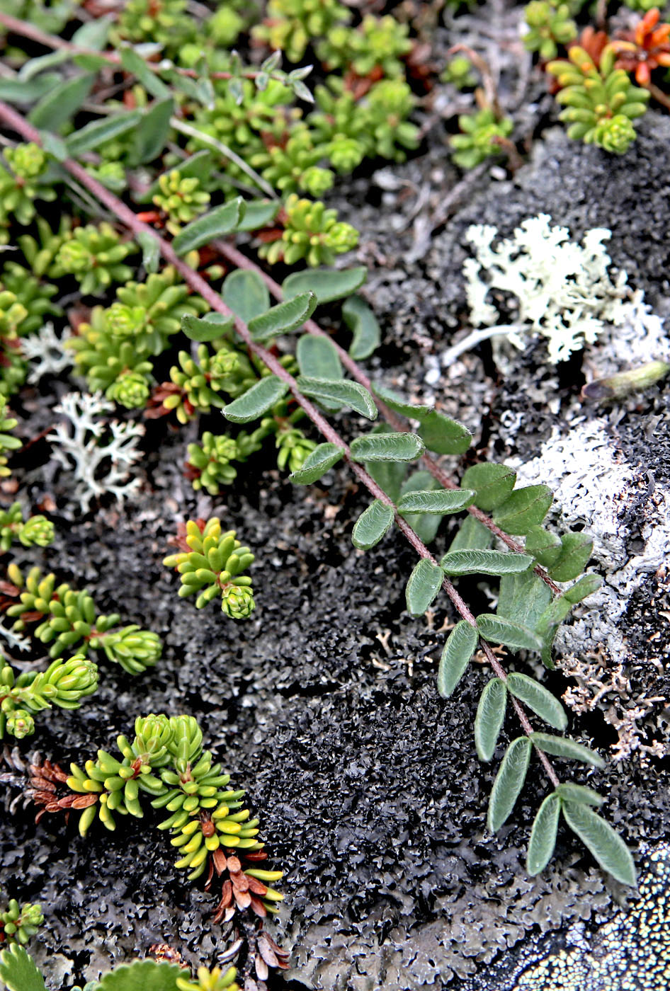Image of Oxytropis sordida specimen.