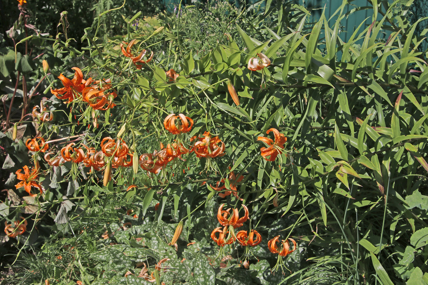 Изображение особи Lilium henryi.