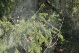 Picea abies. Ветвь с микростробилами, активно рассеивающими пыльцу. Ленинградская обл., Гатчинский р-н, окр. пос. Пудость, заброшенный травертиновый карьер, редкий травяной ельник. 21.05.2025.