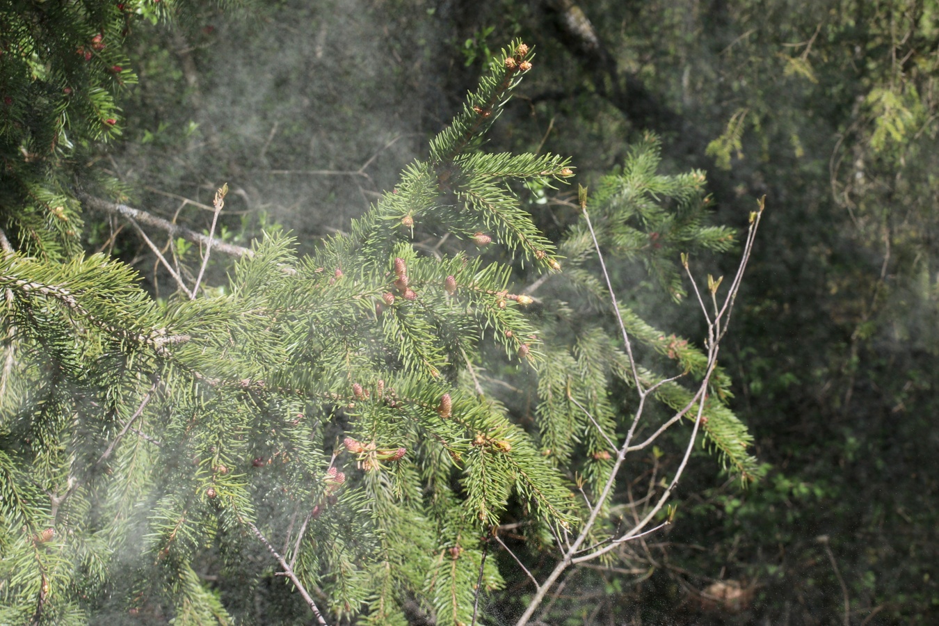 Image of Picea abies specimen.