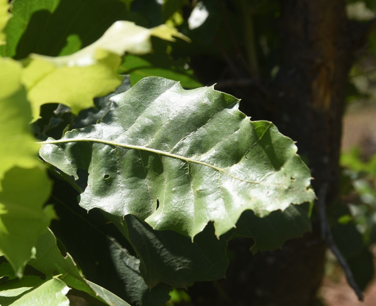 Image of genus Quercus specimen.