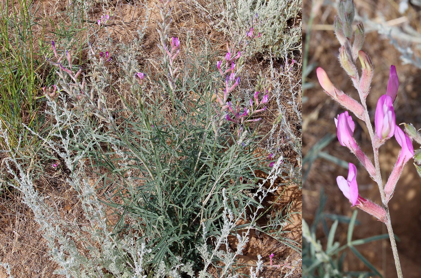 Image of Astragalus astrachanicus specimen.