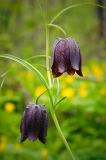 Fritillaria ussuriensis. Верхушка побега с цветками. Приморский край, Шкотовский р-н, руч. Банный, смешанный лес. 16.05.2012.