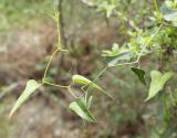 Smilax aspera. Верхушка вегетативного побега. Израиль, предгорья Иудеи, сосняк. 12.02.2011.