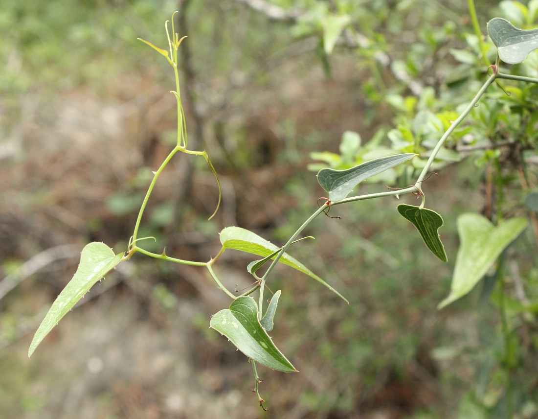 Изображение особи Smilax aspera.