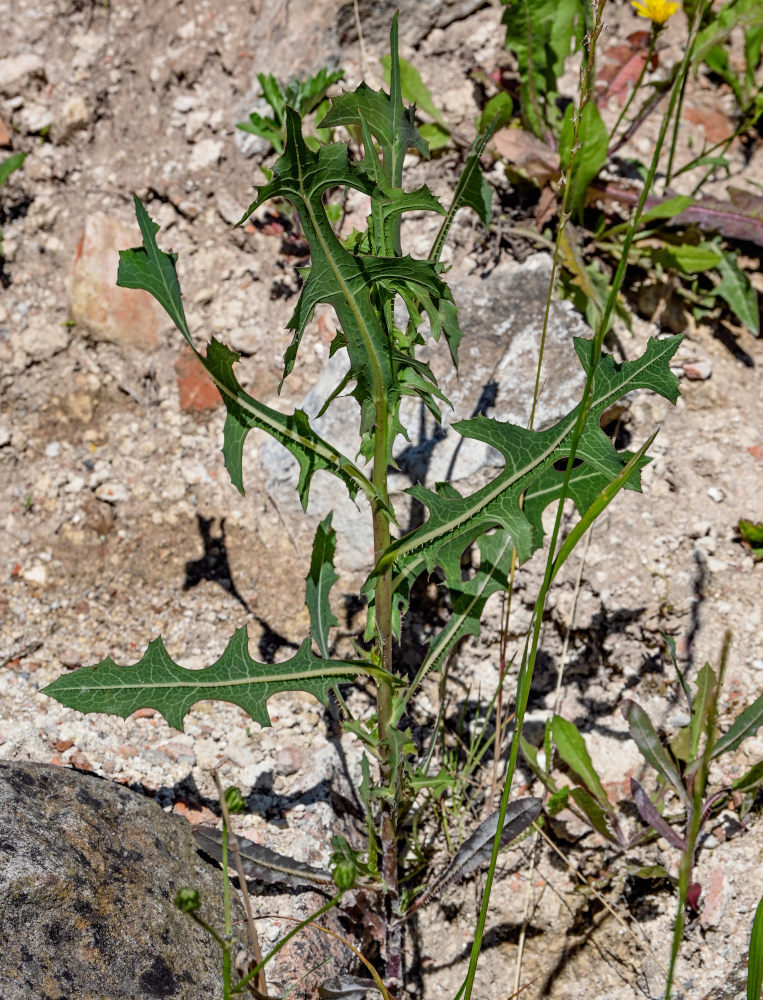 Image of Lactuca serriola specimen.