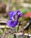 Viola suavis. Цветущее растение. Республика Адыгея, Майкопский р-н, с.-з. край карьера компании \"Волма\", луг. 31 марта 2026 г.