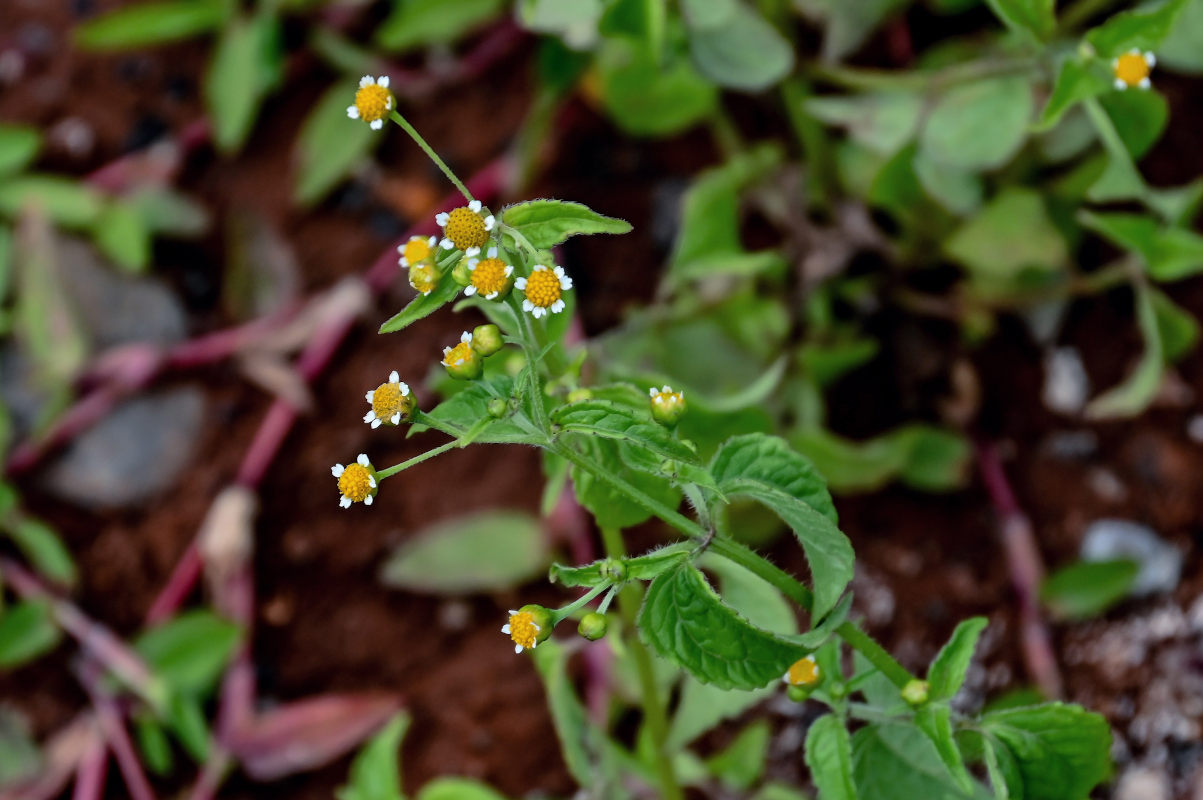 Image of Galinsoga quadriradiata specimen.