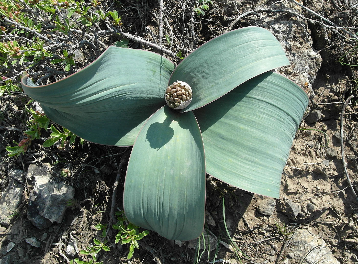 Image of Allium karataviense specimen.