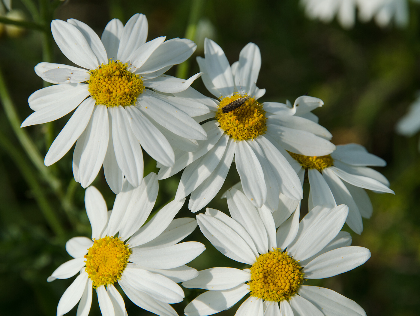 Изображение особи Pyrethrum corymbosum.