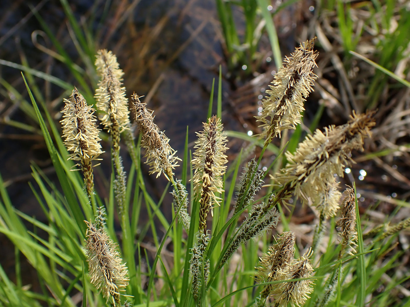 Изображение особи род Carex.