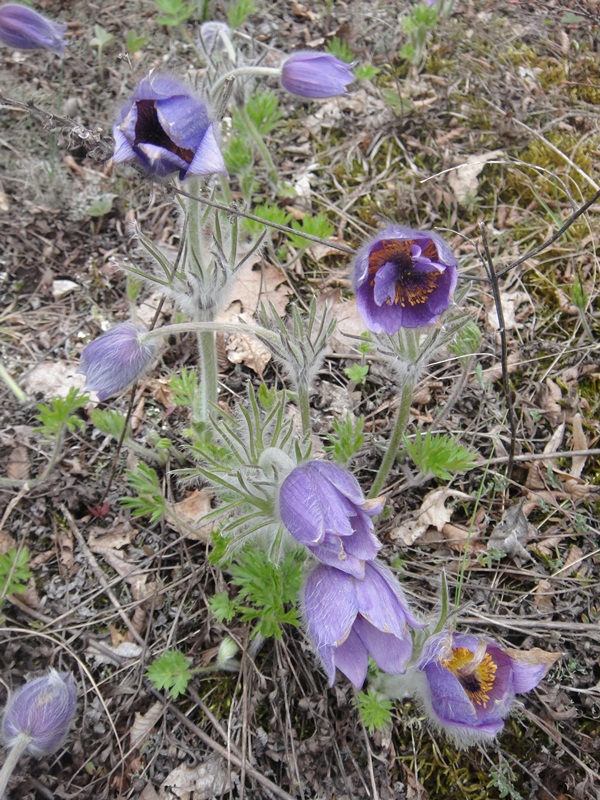 Изображение особи Pulsatilla taurica.