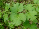 Ribes palczewskii. Верхушка молодого побега. Хабаровский край, г. Комсомольск-на-Амуре, ООПТ \"Кедрово-тисовая роща\", лиственный лес. 24.05.2026.