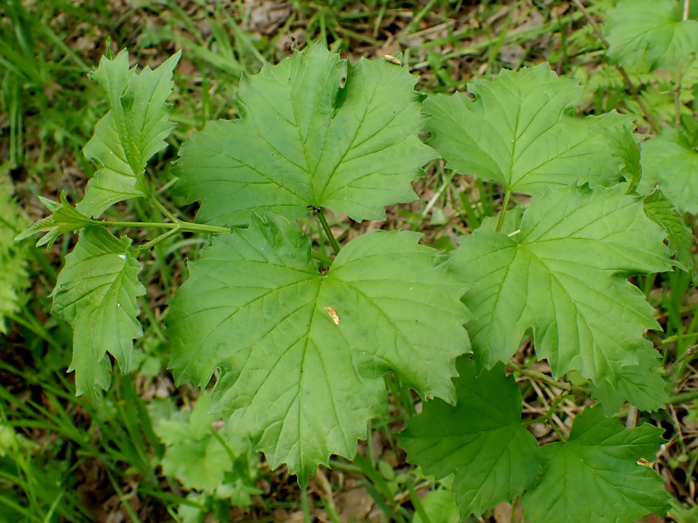 Image of Viburnum sargentii specimen.