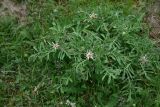 Centaurea iberica. Растение с развивающимися соцветиями. Грузия, край Самцхе-Джавахети, Ахалцихский муниципалитет, левый борт р. Цинубанисцкали, 500 м выше по течению от горячего источника Цинубани, большой луг. 9 июня 2026 г.
