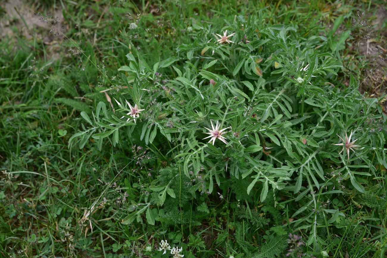 Image of Centaurea iberica specimen.