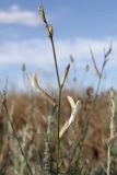 Astragalus pseudotataricus