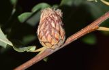 Quercus robur. Галл, образованный орехотворкой Andricus fecundator. Узбекистан, г. Ташкент, пос. Улугбек, санитарно-защитная зона. 04.08.2026.