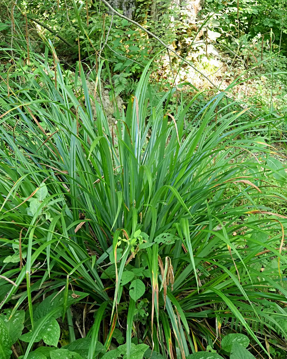 Изображение особи Carex pendula.