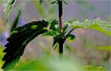 Urtica dioica. Часть стебля с креплением листьев. Московская обл., Раменский р-н, окр. дер. Хрипань, садовый участок. 19.07.2026.