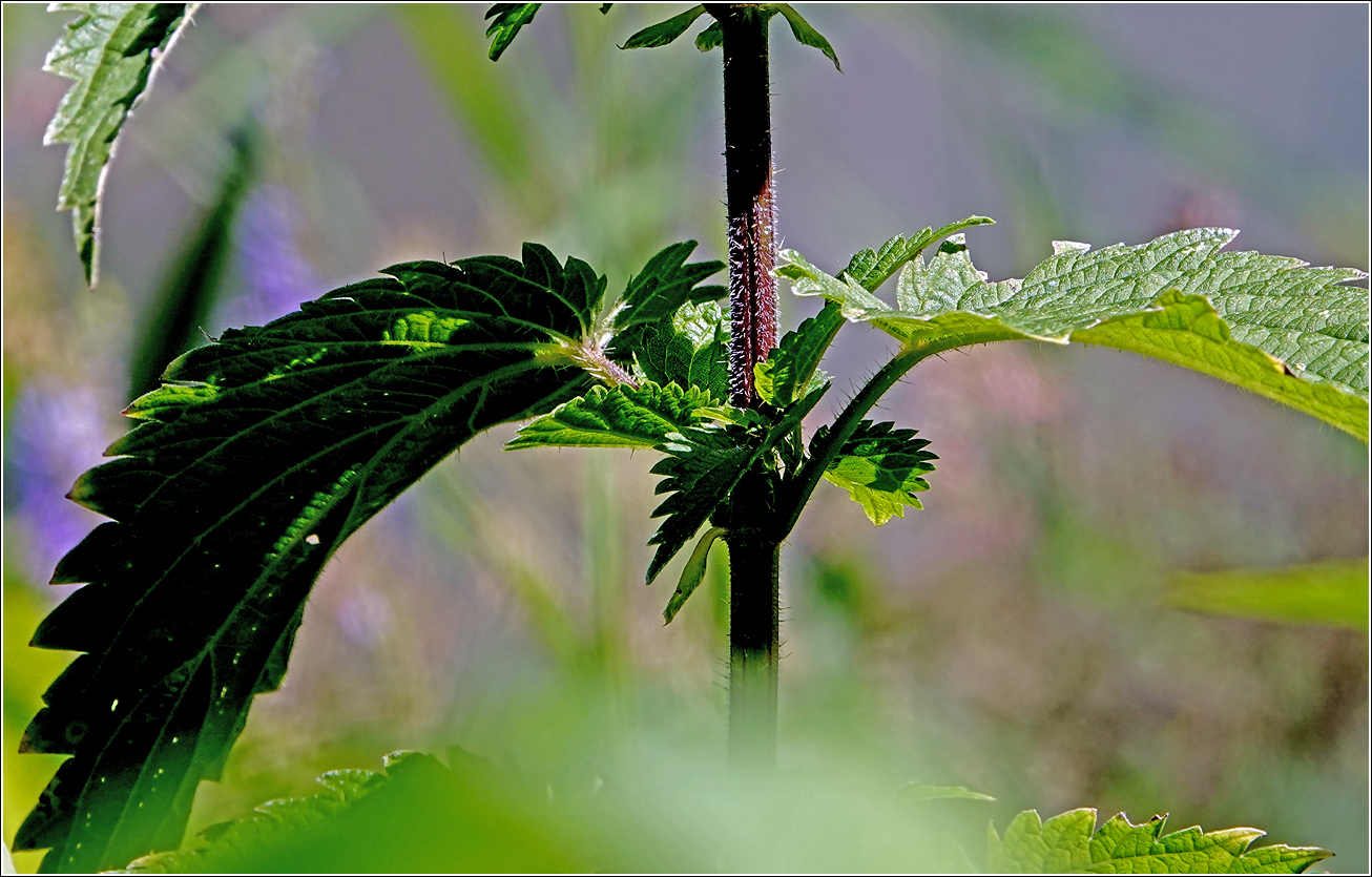 Image of Urtica dioica specimen.