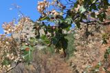 Sorbus torminalis