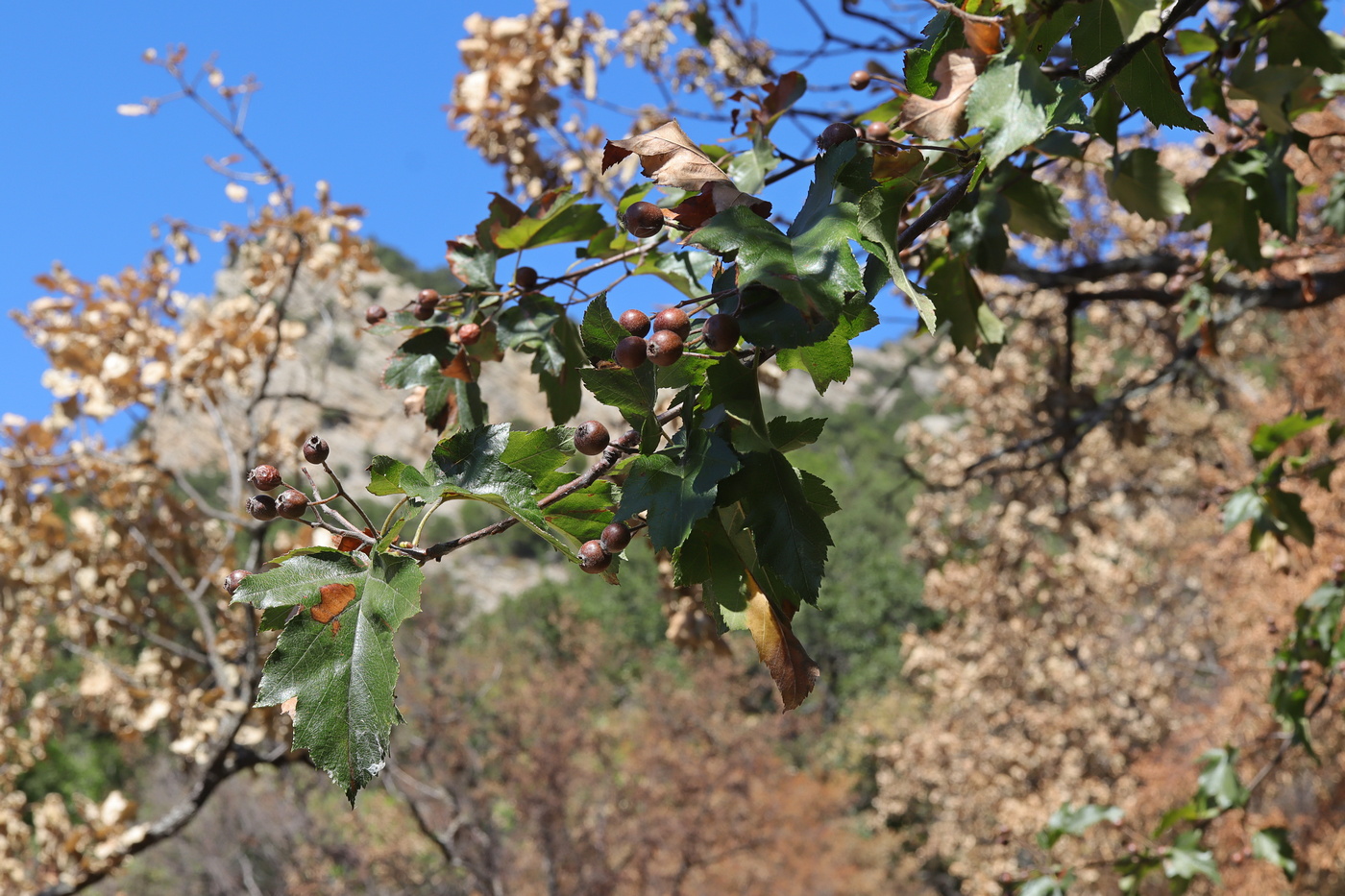 Image of Sorbus torminalis specimen.