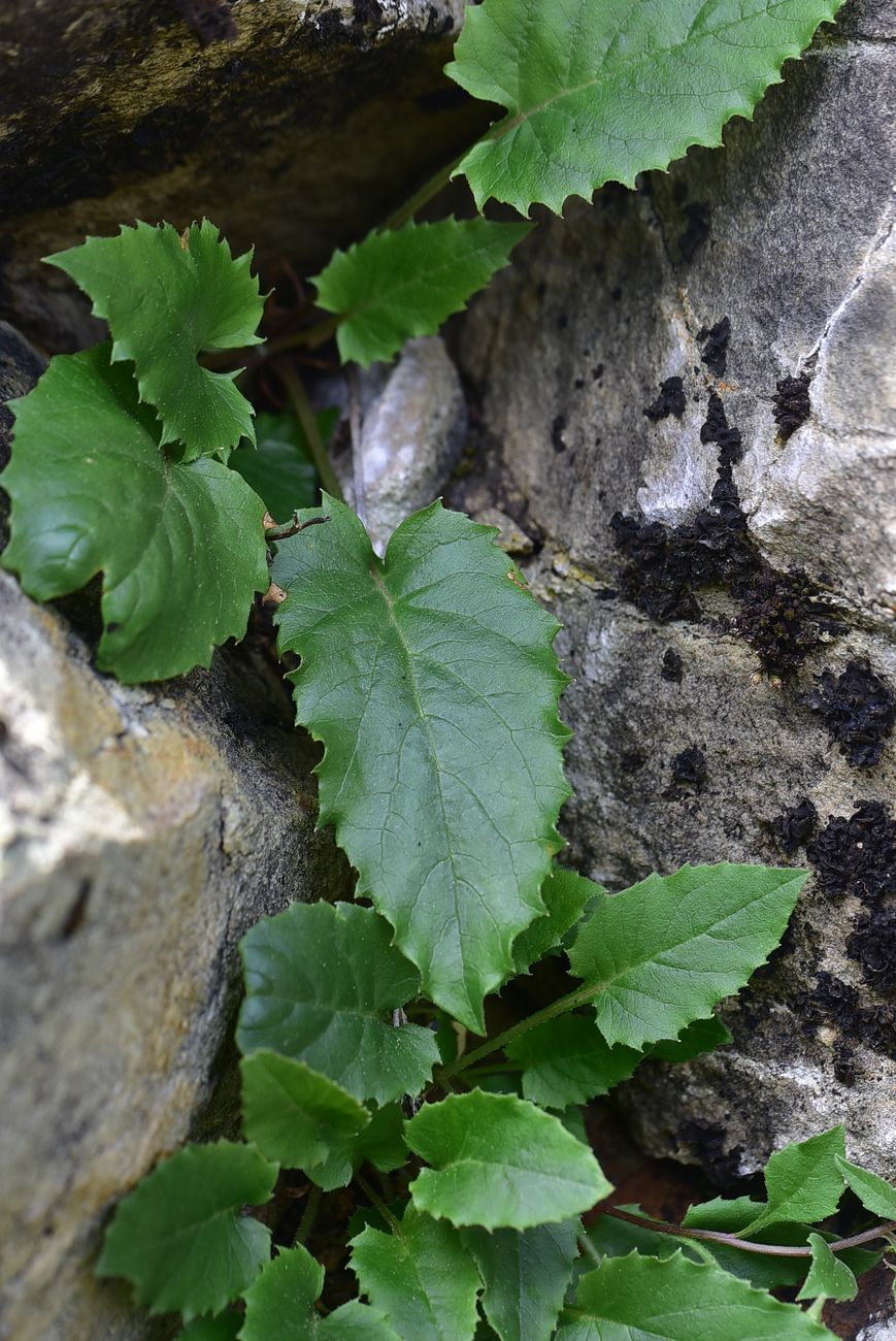 Image of genus Campanula specimen.