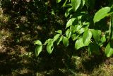 View full-size image genus Cornus