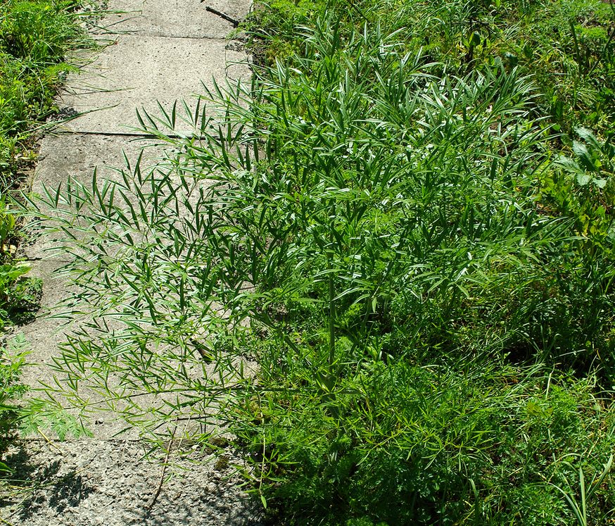 Image of Komaroviopsis anisosperma specimen.