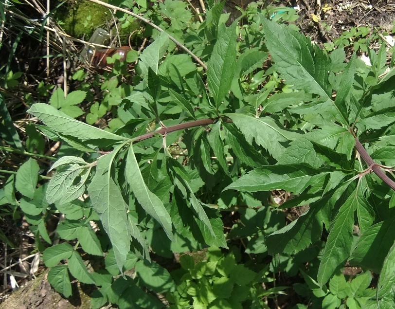 Image of Eupatorium cannabinum specimen.